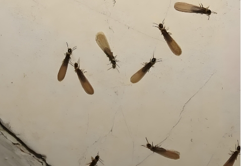 如何辨别家里的白蚁