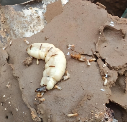 如何快速辨别家白蚁和野外白蚁的区别